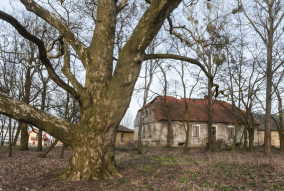 artystyczna koligacja