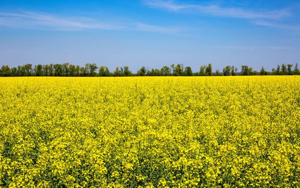 nawozy wieloskładnikowe azot