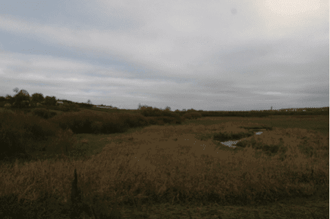 dęby jana pawła ii