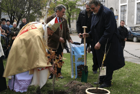 dęby jana pawła ii