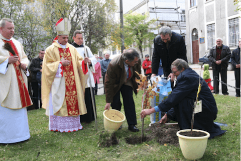 dęby jana pawła ii