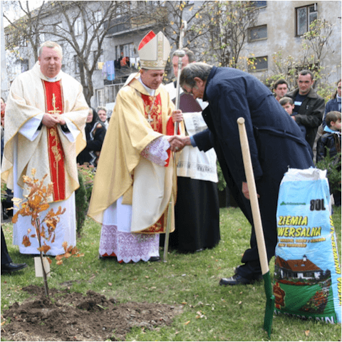 dęby jana pawła ii