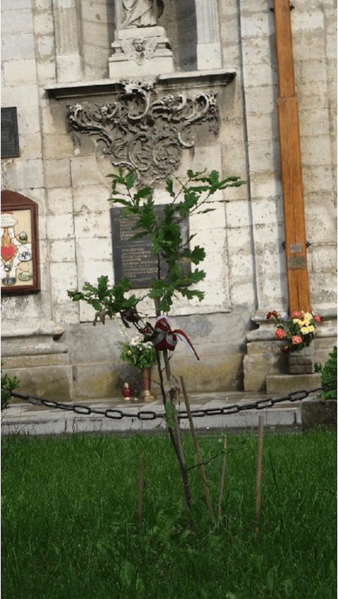 dęby jana pawła ii